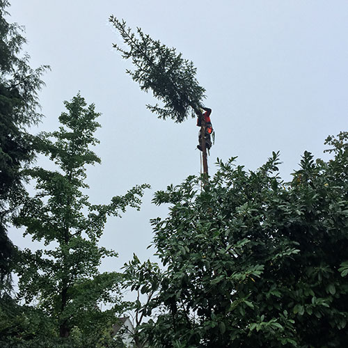 1258-baumfaellung_dennis-nadler-garten-landschaftsbau-bergisch-gladbach-krten-refrath-rheinberg
