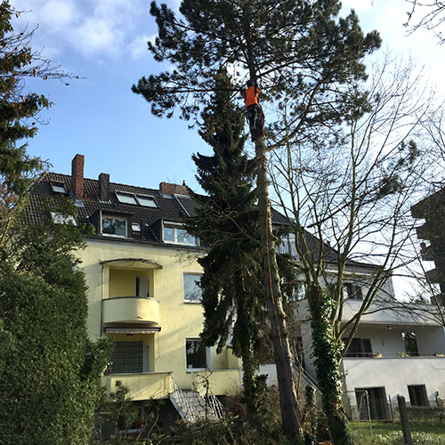 2618-baumfaellungen_dennis-nadler-garten-landschaftsbau-bergisch-gladbach-krten-refrath-rheinberg
