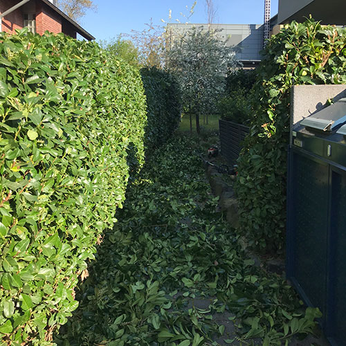 4479-heckenschnitt_dennis-nadler-garten-landschaftsbau-bergisch-gladbach-krten-refrath-rheinberg